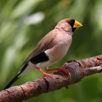 Masked Finch